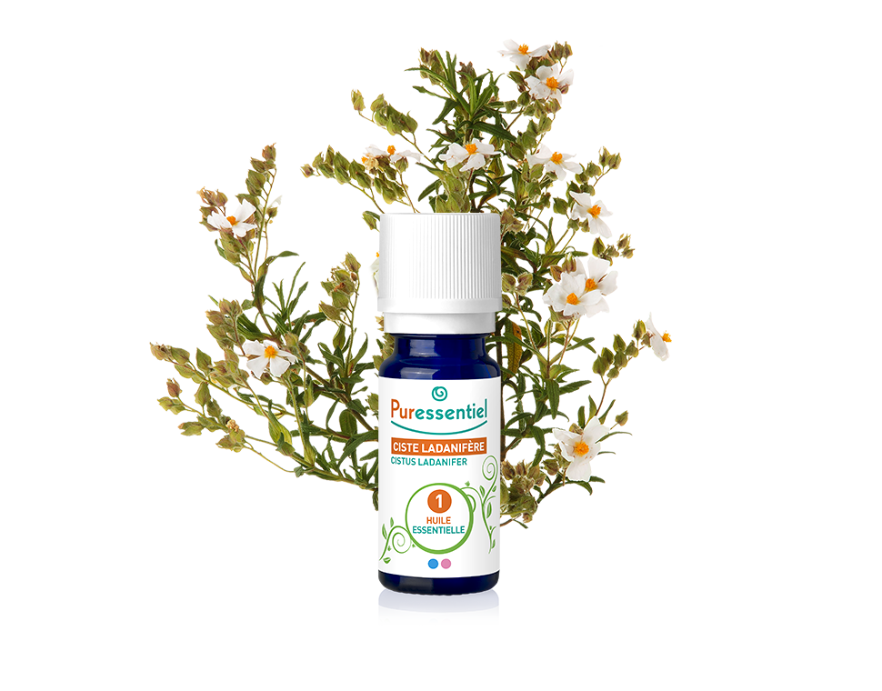 Óleo Essencial de Esteva 5ml bio | Cistus ladaniferus