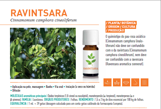 Óleo Essencial de Ravintsara 10ml bio | Cinnamomum camphora