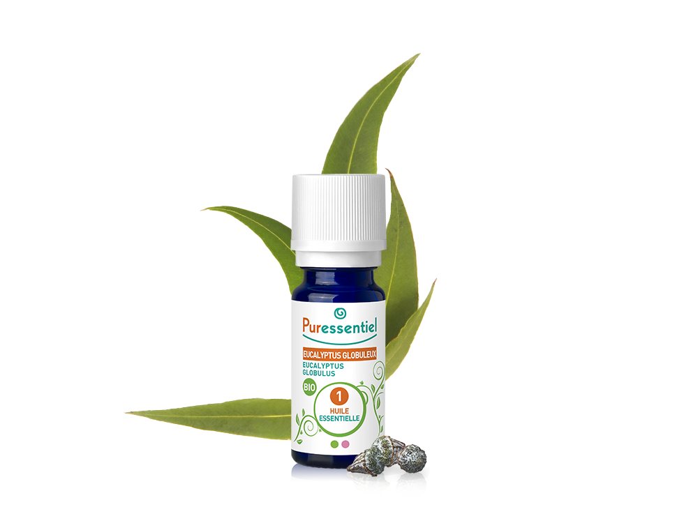 Óleo Essencial de Eucalipto Globulus 10ml bio | Eucalyptus globulus