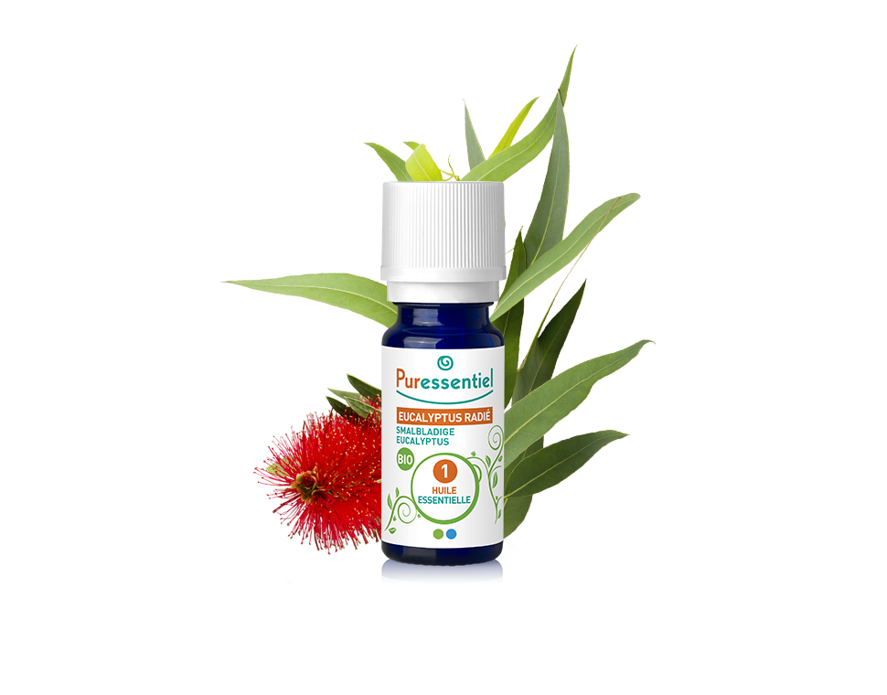 Óleo Essencial de Eucalipto Radiata 10ml bio | Eucalyptus radiata